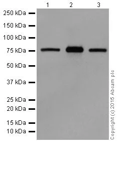 Western blot - Anti-PKC alpha + beta 2 + gamma antibody [EPR18104] - BSA and Azide free (AB250778)