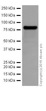 Western blot - Anti-PKC alpha + beta 2 + gamma antibody [EPR18104] - BSA and Azide free (AB250778)