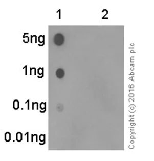 Dot Blot - Anti-PKC alpha (phospho S657) antibody [EPR1901(2)] (AB180848)