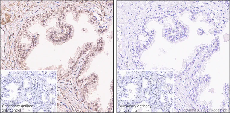 Immunohistochemistry (Formalin/PFA-fixed paraffin-embedded sections) - Anti-PKC alpha (phospho S657) antibody [EPR1901(2)] (AB180848)