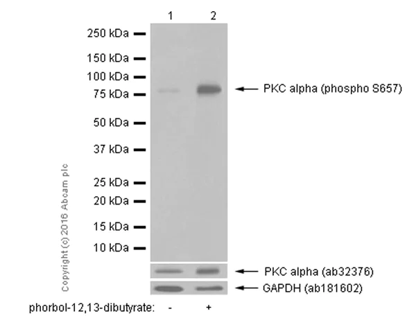 Western blot - Anti-PKC alpha (phospho S657) antibody [EPR1901(2)] (AB180848)