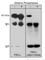 Western blot - Anti-PKC alpha (phospho S657 + Y658) antibody (AB23513)