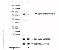 Western blot - Anti-PKC alpha (phospho T497) antibody [EP2608Y] (AB76016)