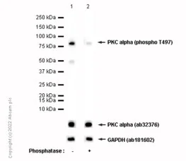Western blot - Anti-PKC alpha (phospho T497) antibody [EP2608Y] (AB76016)