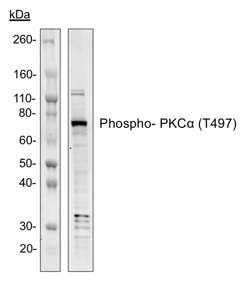 Western blot - Anti-PKC alpha (phospho T497) antibody [PKCaT497-F1] (AB278608)