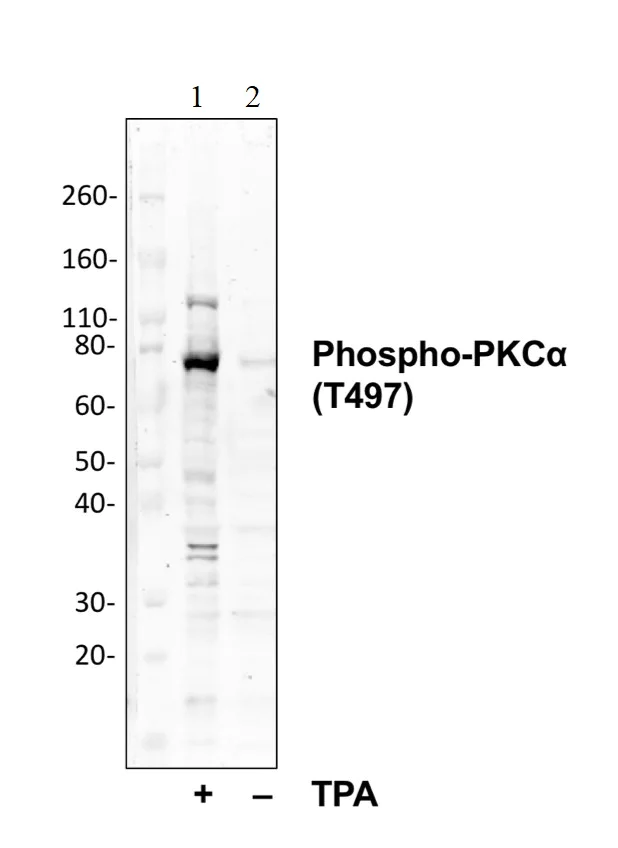 Western blot - Anti-PKC alpha (phospho T497) antibody [PKCaT497-F1] (AB278608)