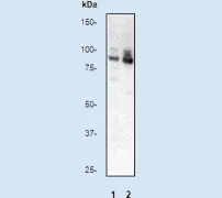 Western blot - Anti-PKC alpha (phospho T638) antibody [E195] - BSA and Azide free (AB247263)