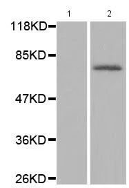 Western blot - Anti-PKC alpha (phospho T638) + PKC beta II (phospho T641) antibody (AB194749)