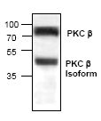 Western blot - Anti-PKC antibody (AB19031)