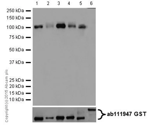 Western blot - Anti-PKC antibody [EPR16791] (AB179523)