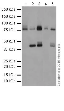 Western blot - Anti-PKC antibody [EPR16791] (AB179523)
