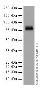 Western blot - Anti-PKC antibody [EPR16791] (AB179523)
