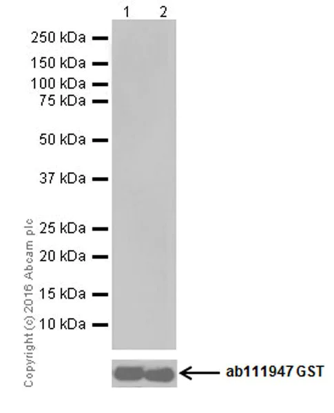 Western blot - Anti-PKC antibody [EPR16791] (AB179523)