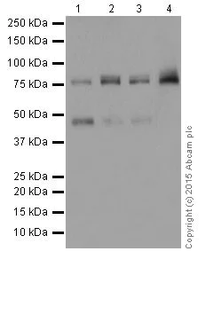 Western blot - Anti-PKC antibody [EPR16791] (AB179523)