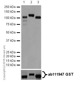 Western blot - Anti-PKC antibody [EPR16791] (AB179523)