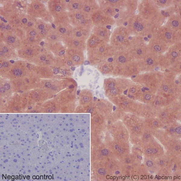 Immunohistochemistry (Formalin/PFA-fixed paraffin-embedded sections) - Anti-PKC antibody [EPR16794] (AB179521)