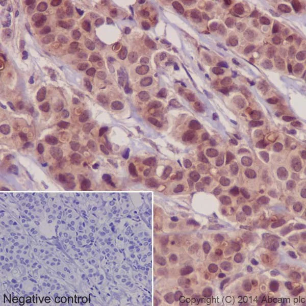 Immunohistochemistry (Formalin/PFA-fixed paraffin-embedded sections) - Anti-PKC antibody [EPR16794] (AB179521)