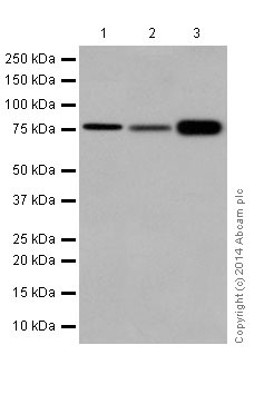 Western blot - Anti-PKC antibody [EPR16794] (AB179521), expandable thumbnail