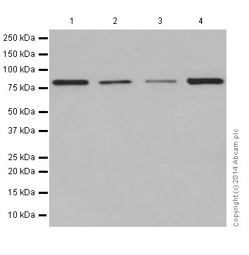 Western blot - Anti-PKC antibody [EPR16794] (AB179521), expandable thumbnail