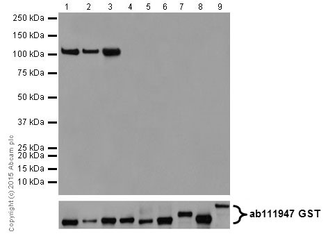 Western blot - Anti-PKC antibody [EPR16794] (AB179521), expandable thumbnail
