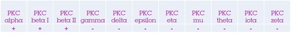 Western blot - Anti-PKC antibody [EPR16794] (AB179521), expandable thumbnail