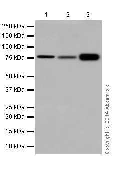 Western blot - Anti-PKC antibody [EPR16794] - BSA and Azide free (AB250107)