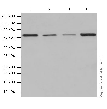Western blot - Anti-PKC antibody [EPR16794] - BSA and Azide free (AB250107)