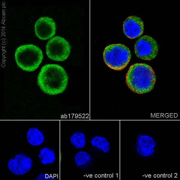 Immunocytochemistry/ Immunofluorescence - Anti-PKC antibody [EPR16898] (AB179522)