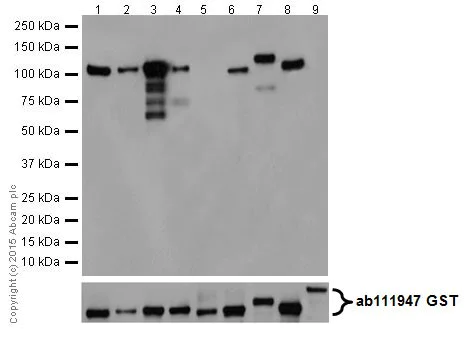 Western blot - Anti-PKC antibody [EPR16898] (AB179522)