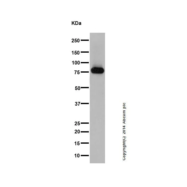 Western blot - Anti-PKC antibody [EPR16898] - BSA and Azide free (AB250108)