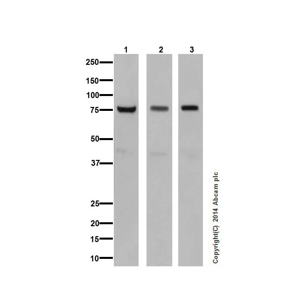 Western blot - Anti-PKC antibody [EPR16898] - BSA and Azide free (AB250108)