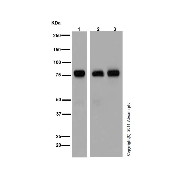 Western blot - Anti-PKC antibody [EPR16898] - BSA and Azide free (AB250108)