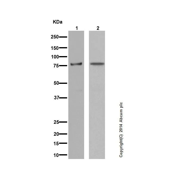 Western blot - Anti-PKC antibody [EPR16898] - BSA and Azide free (AB250108)