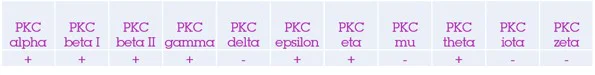 Western blot - Anti-PKC antibody [EPR16898] - BSA and Azide free (AB250108)