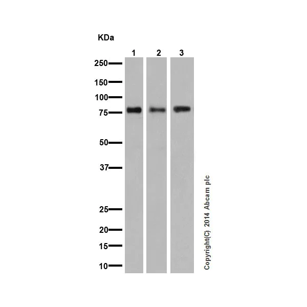Western blot - Anti-PKC antibody [EPR16898] - BSA and Azide free (AB250108)