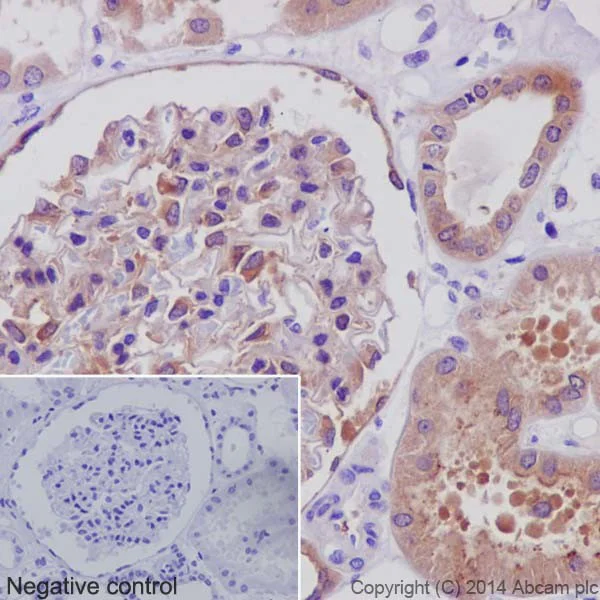 Immunohistochemistry (Formalin/PFA-fixed paraffin-embedded sections) - Anti-PKC antibody [EPR17368] (AB181558)