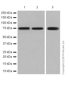 Western blot - Anti-PKC antibody [EPR17368] (AB181558)