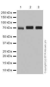 Western blot - Anti-PKC antibody [EPR17368] (AB181558)