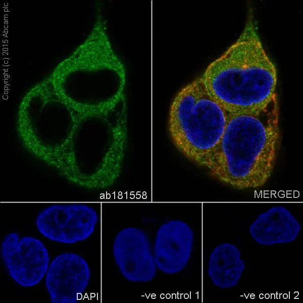 Immunocytochemistry/ Immunofluorescence - Anti-PKC antibody [EPR17368] - BSA and Azide free (AB250508)