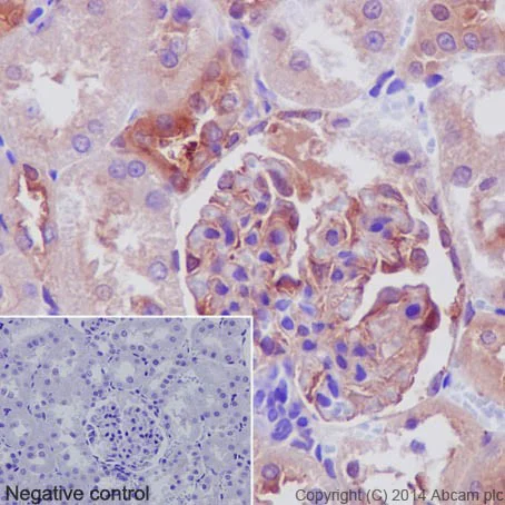 Immunohistochemistry (Formalin/PFA-fixed paraffin-embedded sections) - Anti-PKC antibody [EPR17368] - BSA and Azide free (AB250508)