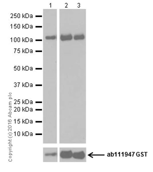 Western blot - Anti-PKC antibody [EPR17368] - BSA and Azide free (AB250508)
