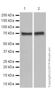 Western blot - Anti-PKC antibody [EPR17368] - BSA and Azide free (AB250508)