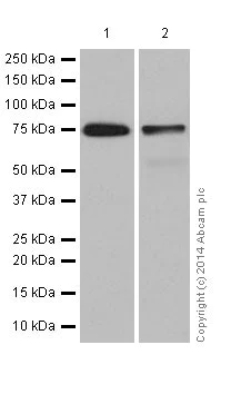 Western blot - Anti-PKC antibody [EPR17368] - BSA and Azide free (AB250508)