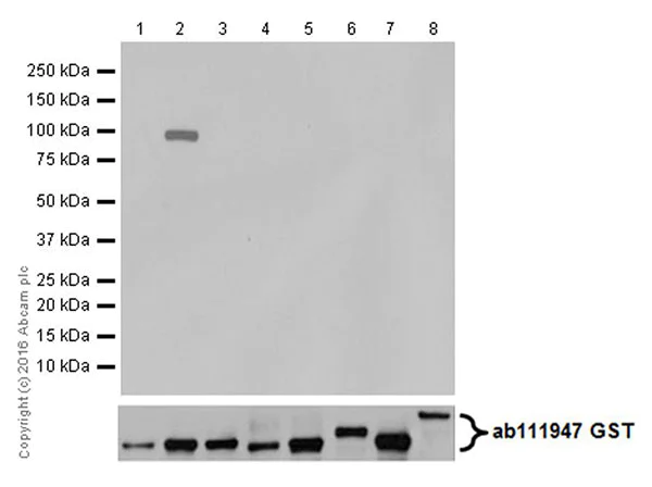 Western blot - Anti-PKC antibody [EPR17368] - BSA and Azide free (AB250508)