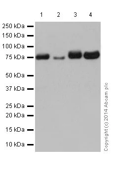 Western blot - Anti-PKC antibody [EPR17368] - BSA and Azide free (AB250508)