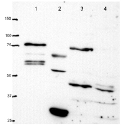 Anti-PKC antibody [MC5]