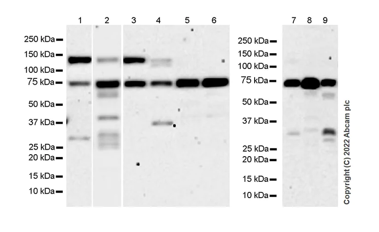 Western blot - Anti-PKC delta antibody [14/PKC delta] (AB307233)