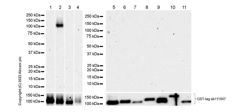 Western blot - Anti-PKC delta antibody [14/PKC delta] - BSA and Azide free (AB307234)