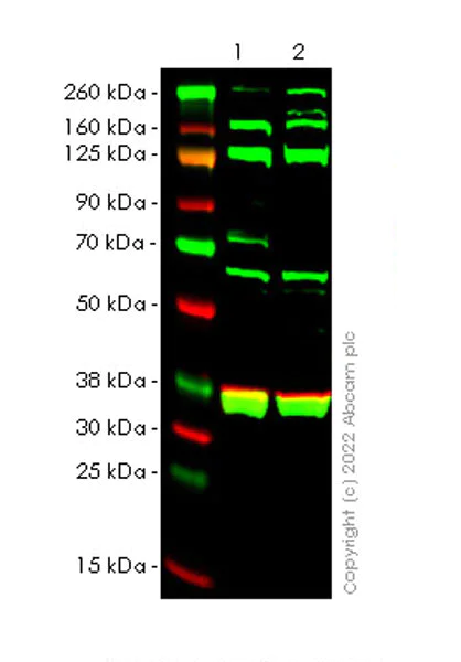 Western blot - Anti-PKC delta antibody [14/PKC delta] - BSA and Azide free (AB307234)