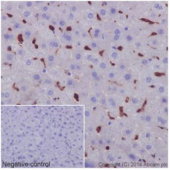 Immunohistochemistry (Formalin/PFA-fixed paraffin-embedded sections) - Anti-PKC delta antibody [EPR17075] (AB182126)